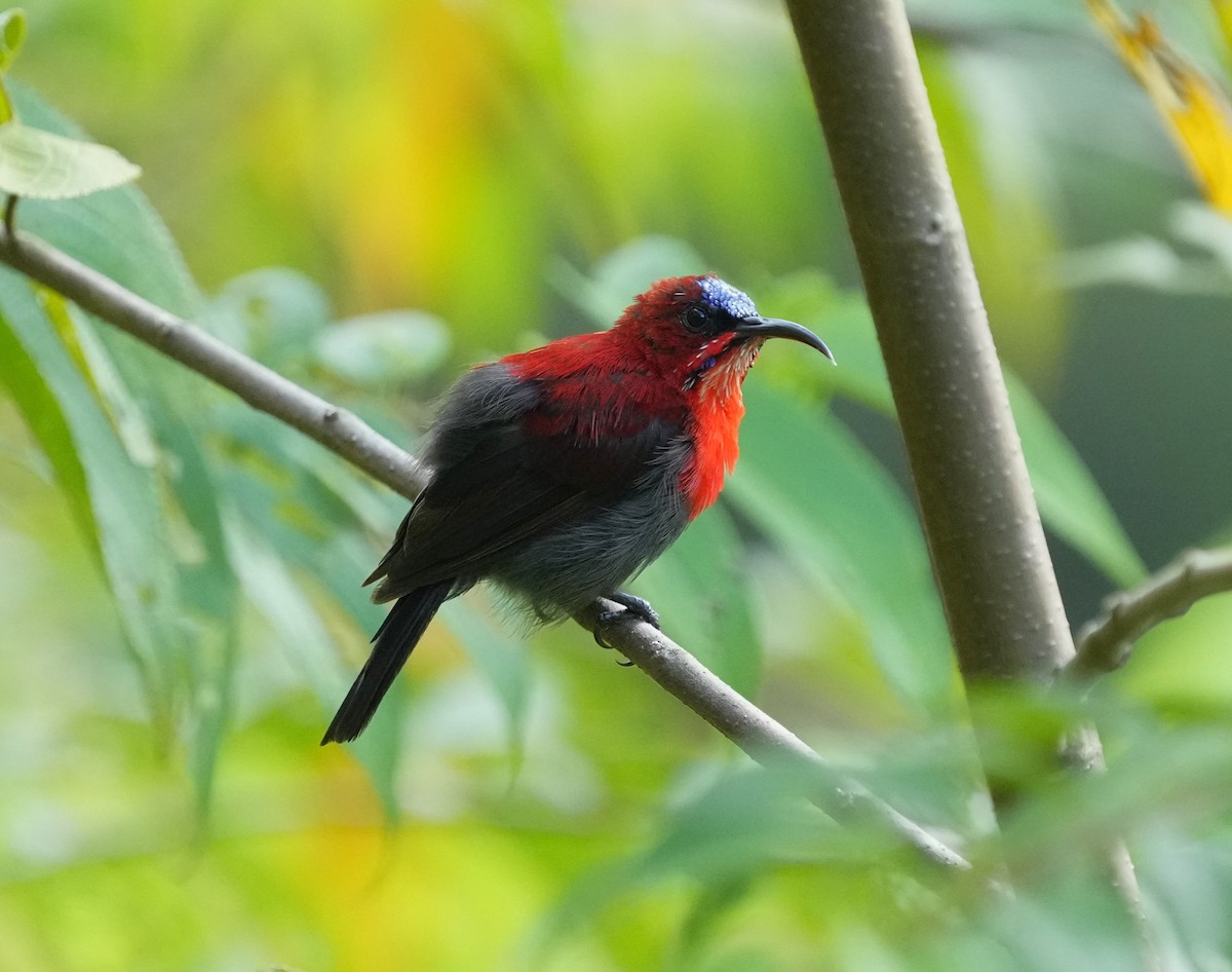 Crimson Sunbird - ML638009547