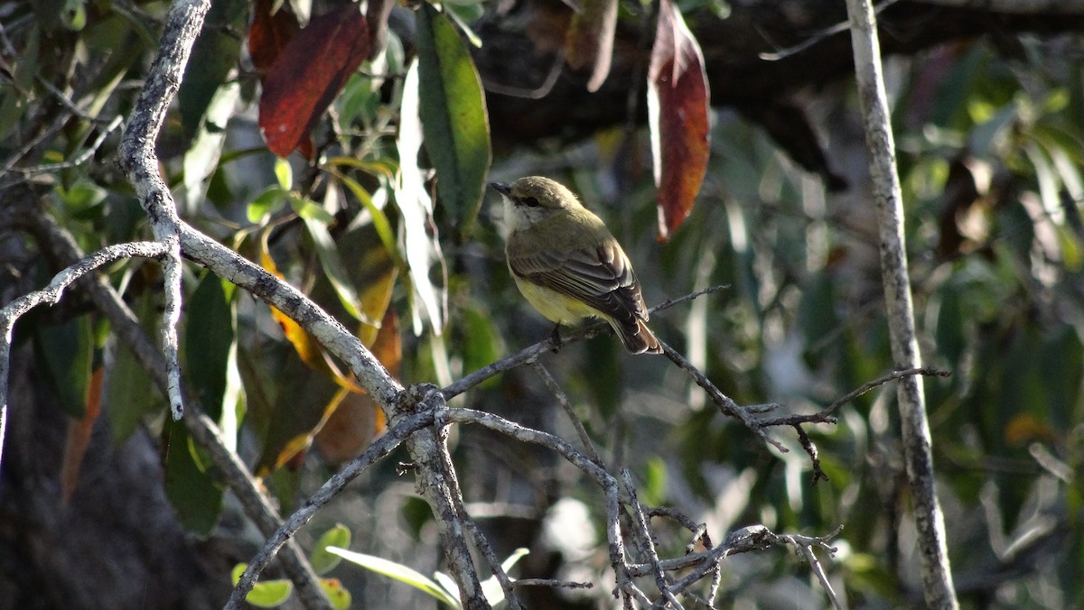 Lemon-bellied Flyrobin - ML638009556