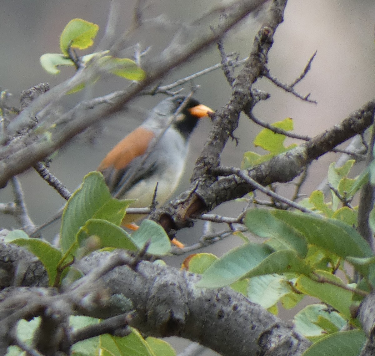 Buff-bridled Inca-Finch - ML638009600