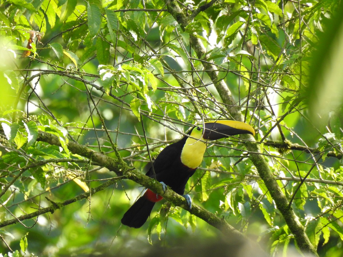 tukan žlutohrdlý - ML638009617