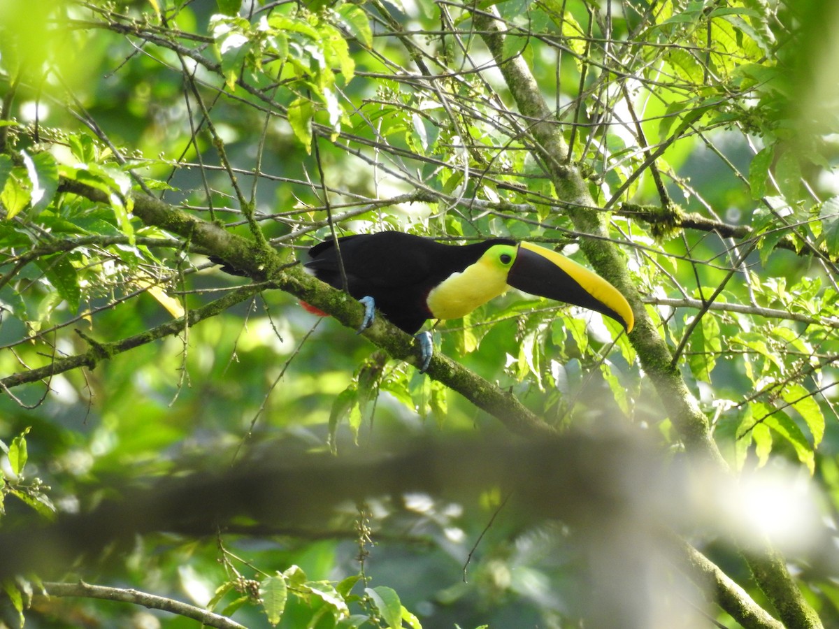 tukan žlutohrdlý - ML638009620