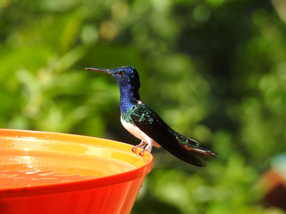 kolibřík bělokrký - ML638009630