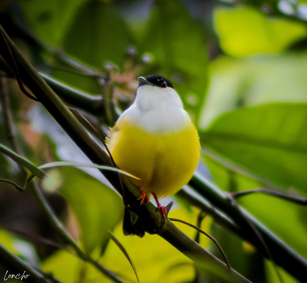 White-collared Manakin - ML638009636