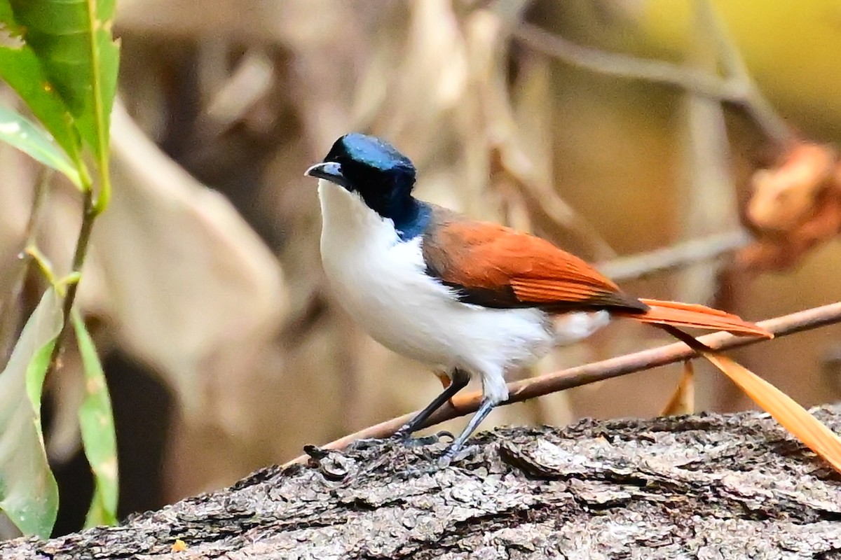 Shining Flycatcher - ML638009638