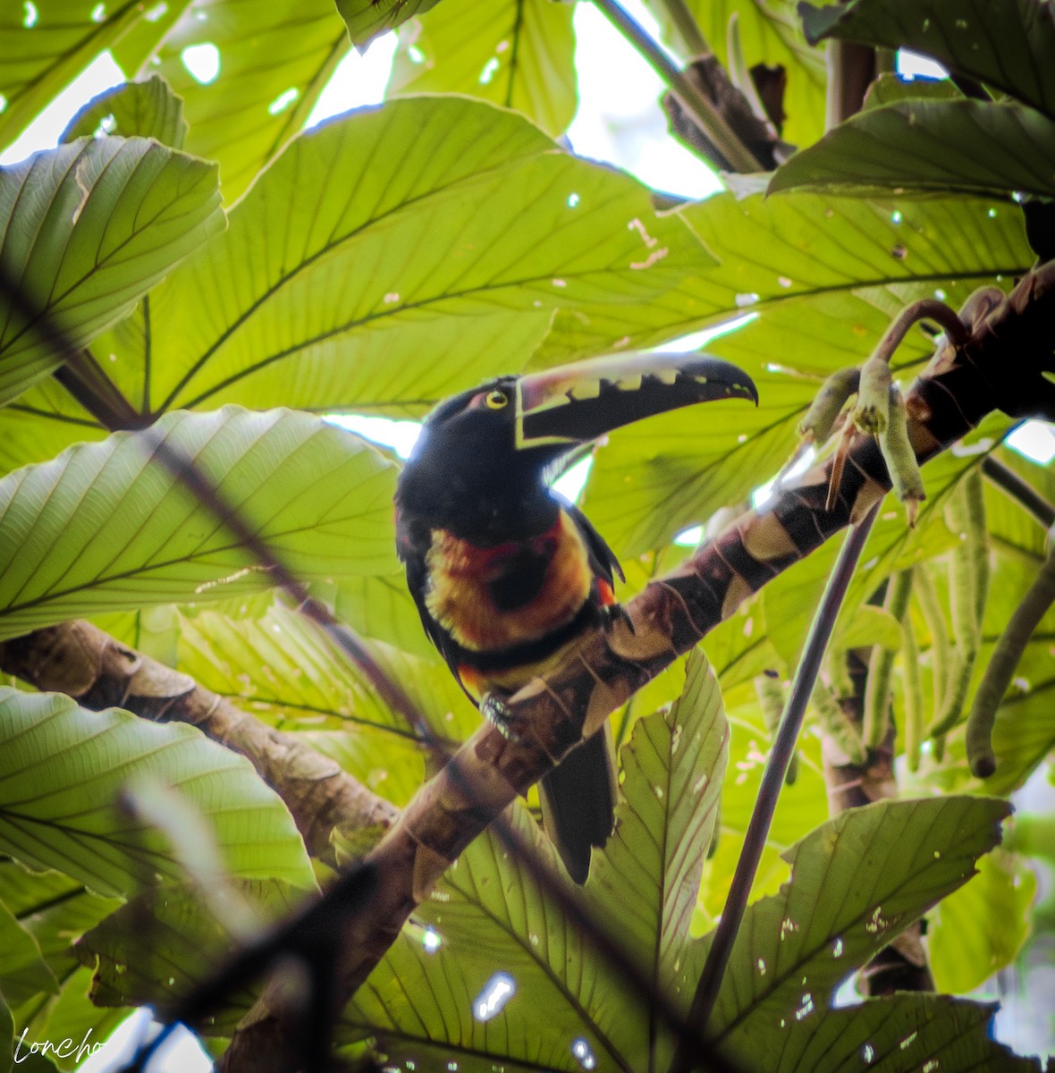Collared Aracari - ML638009643