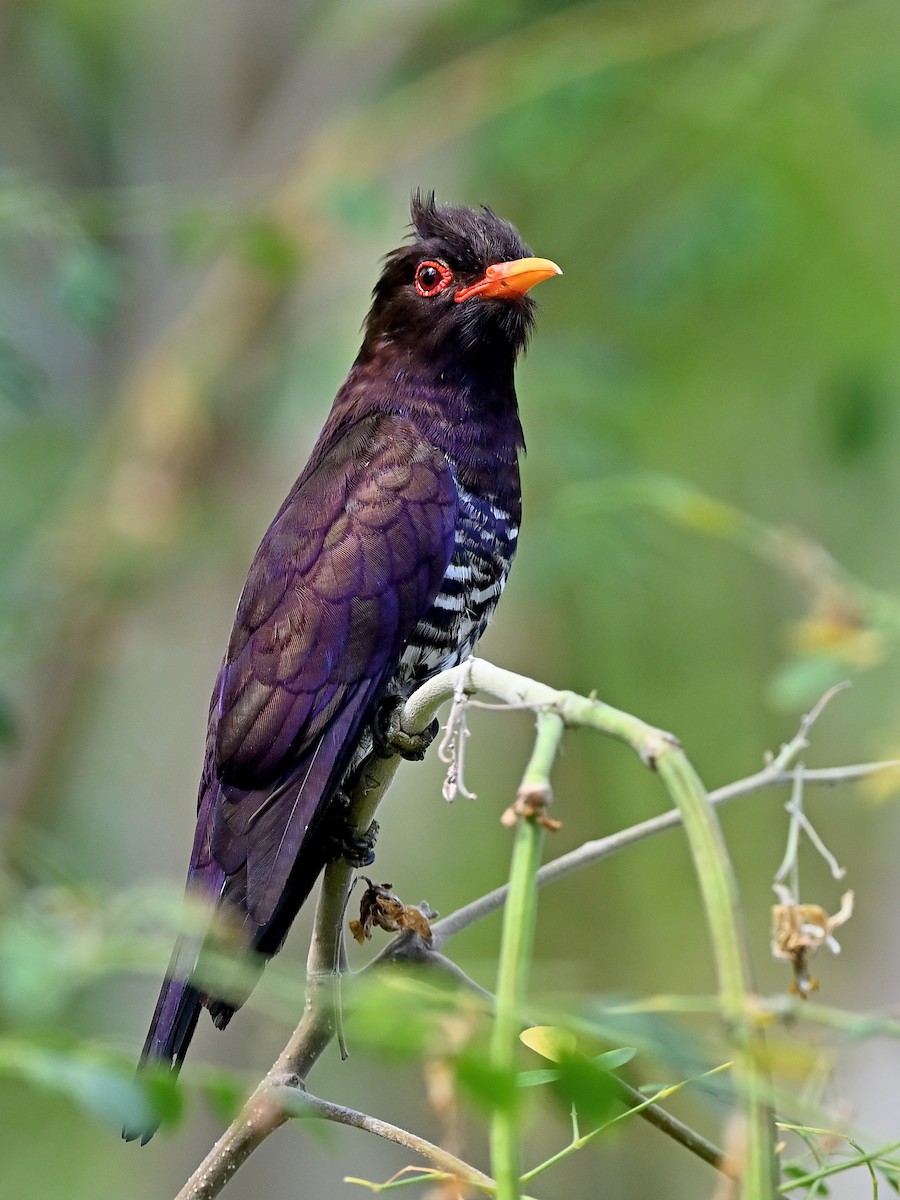 Violet Cuckoo - ML638009652