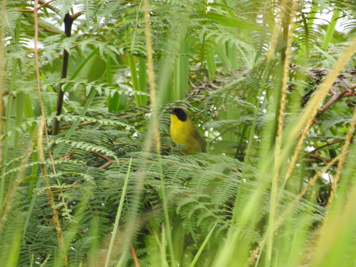 Olive-crowned Yellowthroat - ML638009663