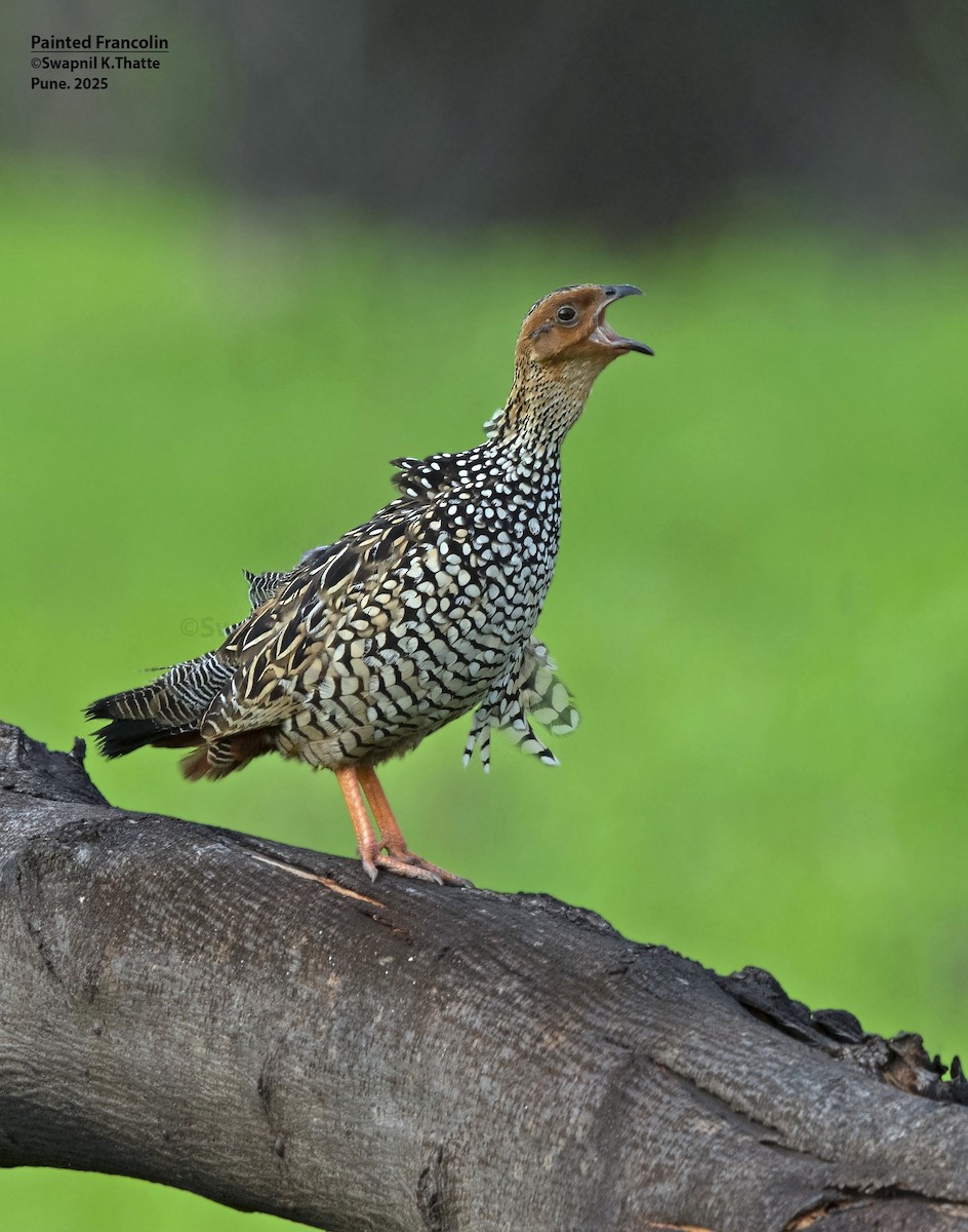Painted Francolin - ML638009667
