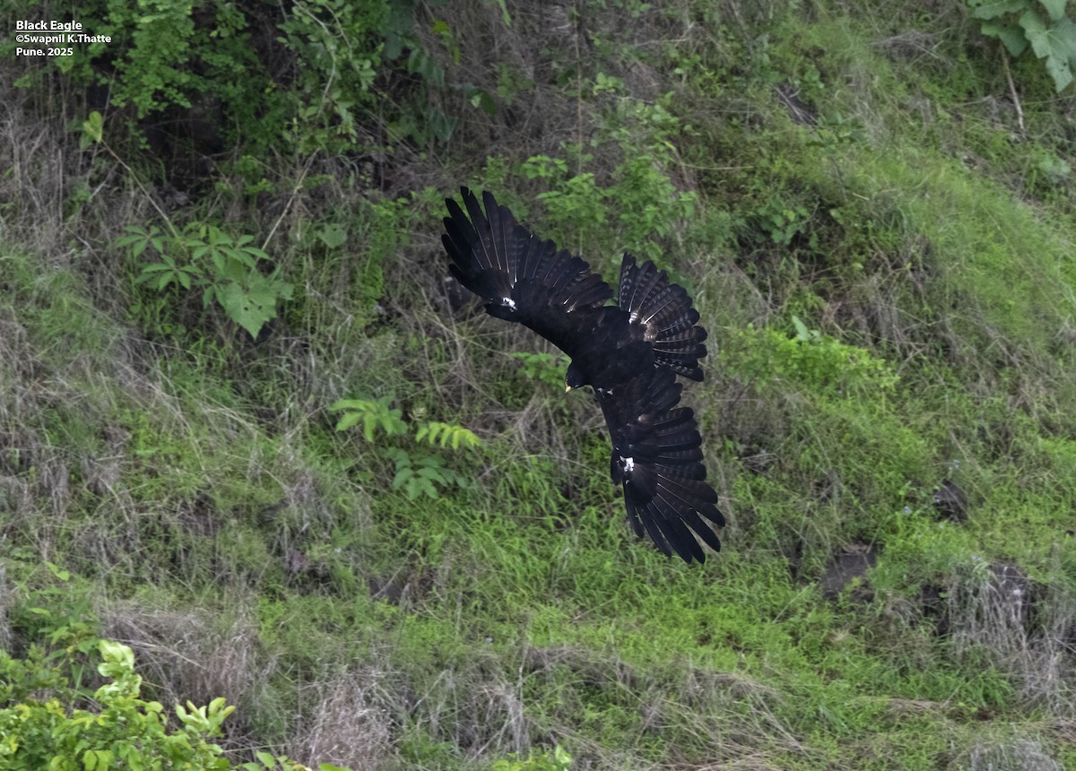 Black Eagle - ML638009670