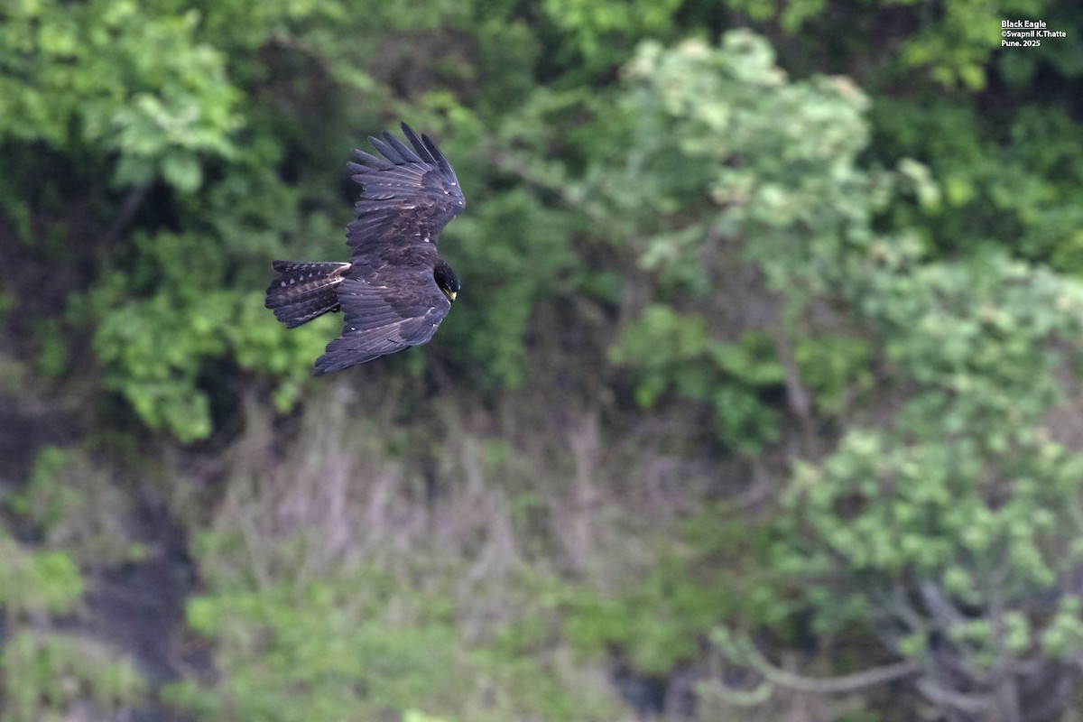 Black Eagle - ML638009671