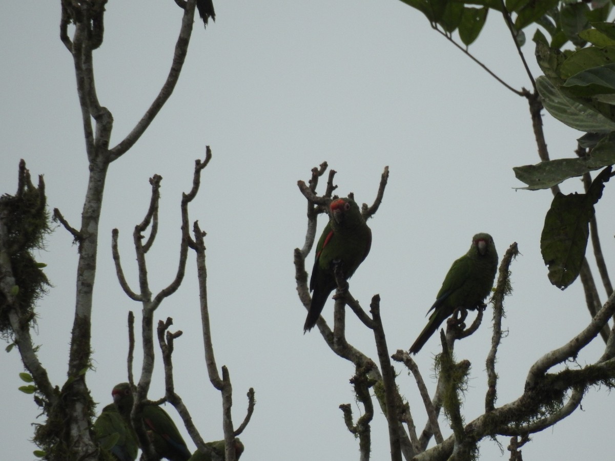 El Oro Parakeet - ML638009682
