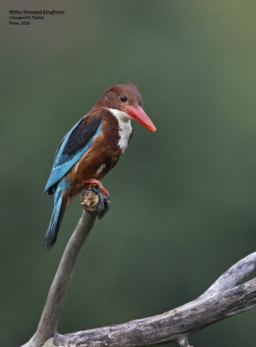 White-throated Kingfisher - ML638009689