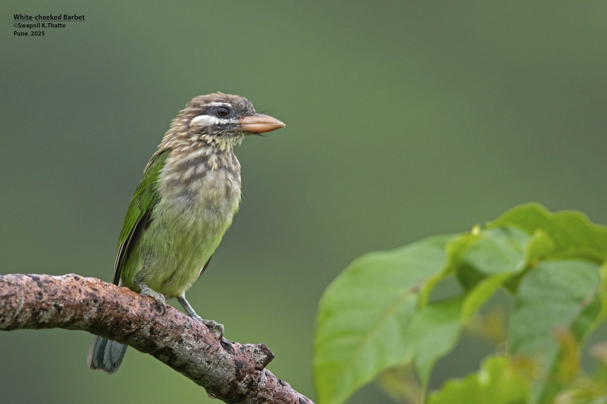 White-cheeked Barbet - ML638009692