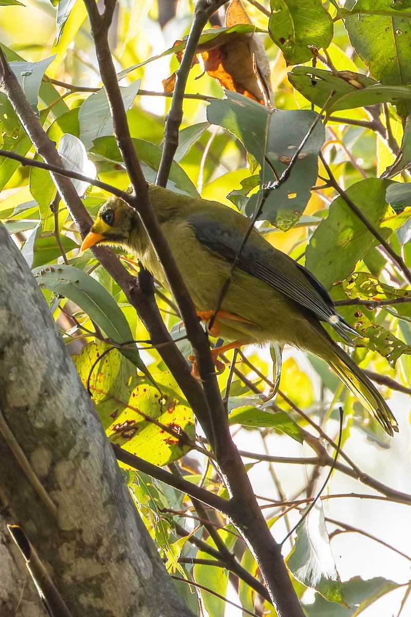 Bell Miner - ML638009693
