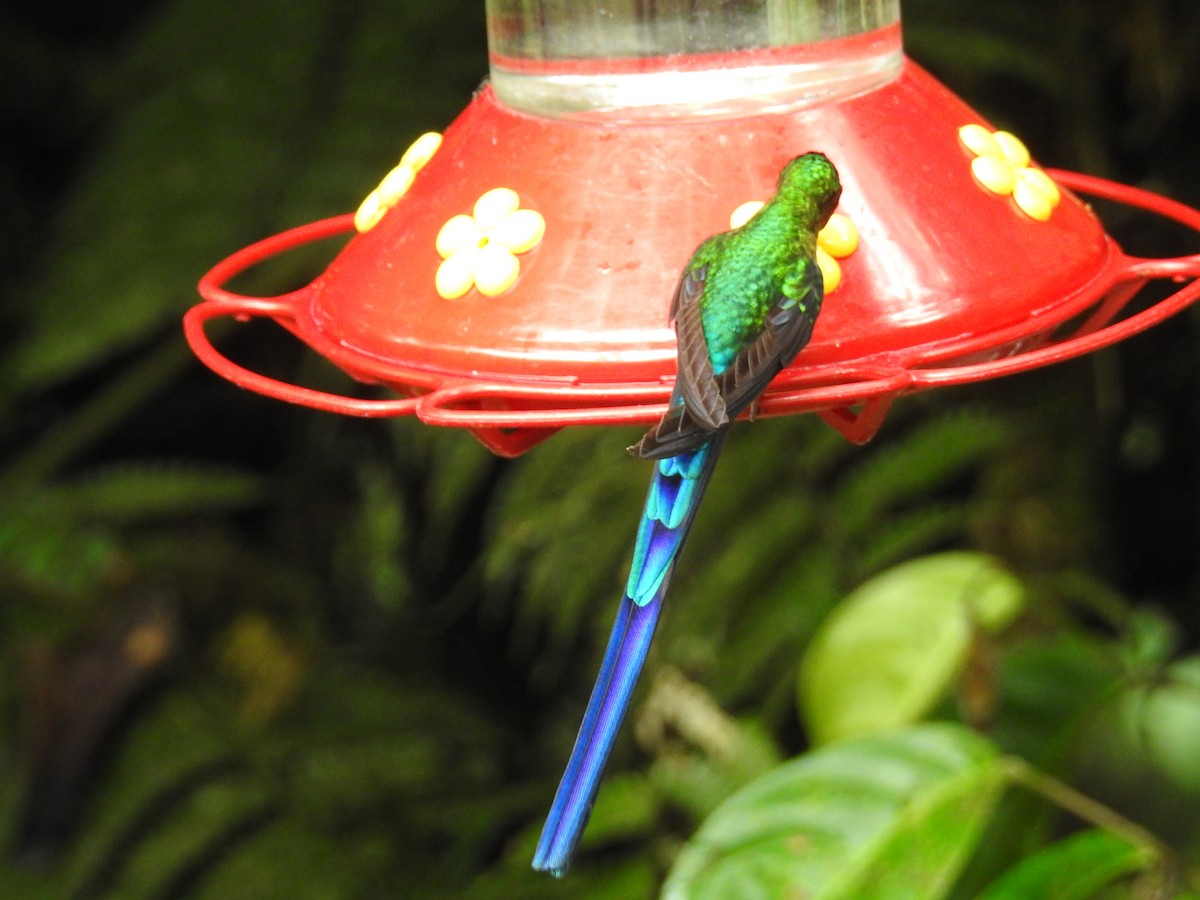 sylfa fialovoocasá - ML638009694