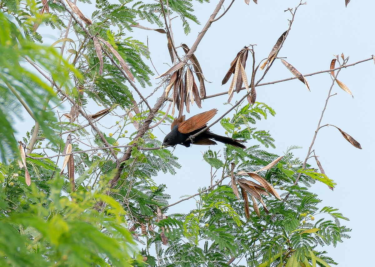 Lesser Coucal - ML638009700