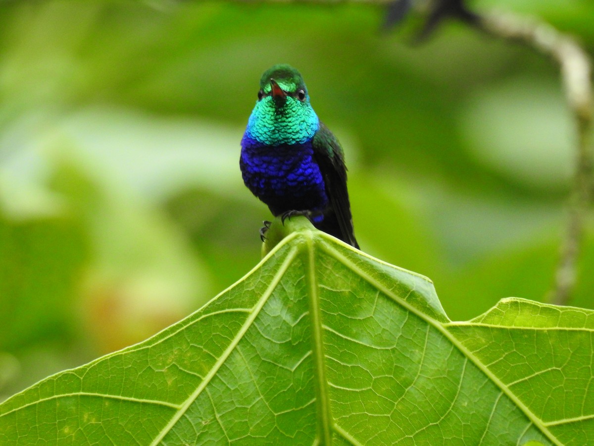 kolibřík fialovobřichý - ML638009702