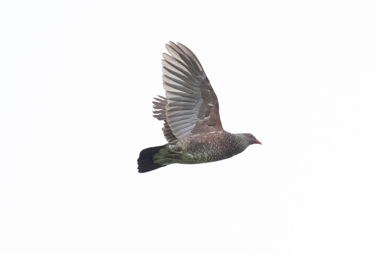 Scaled Pigeon - ML638009726