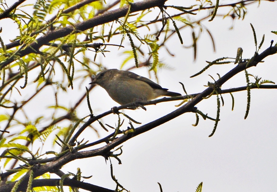 Hume's Warbler - ML638009743
