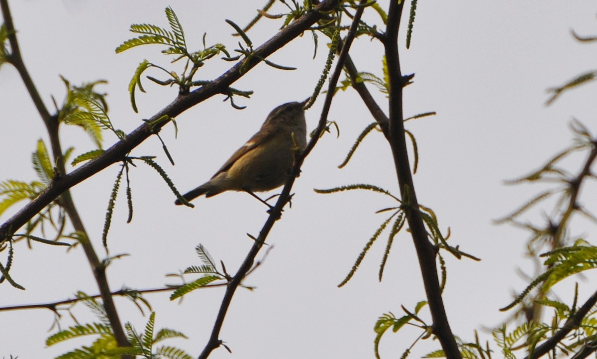 Hume's Warbler - ML638009744