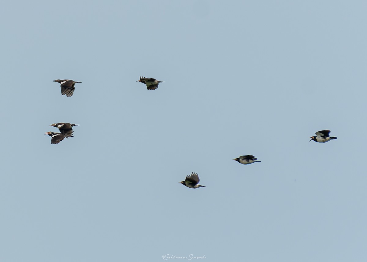 Siamese Pied Starling - ML638009762