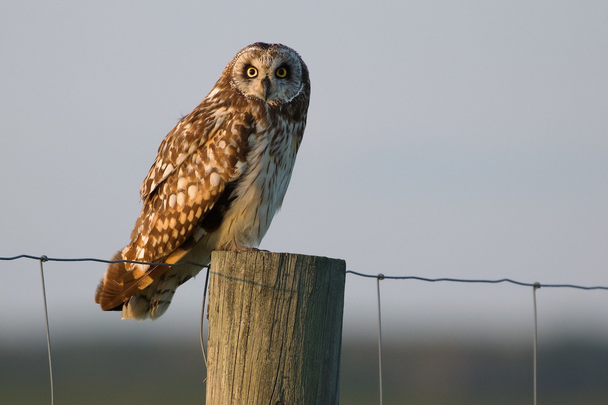 Short-eared Owl - ML638009787