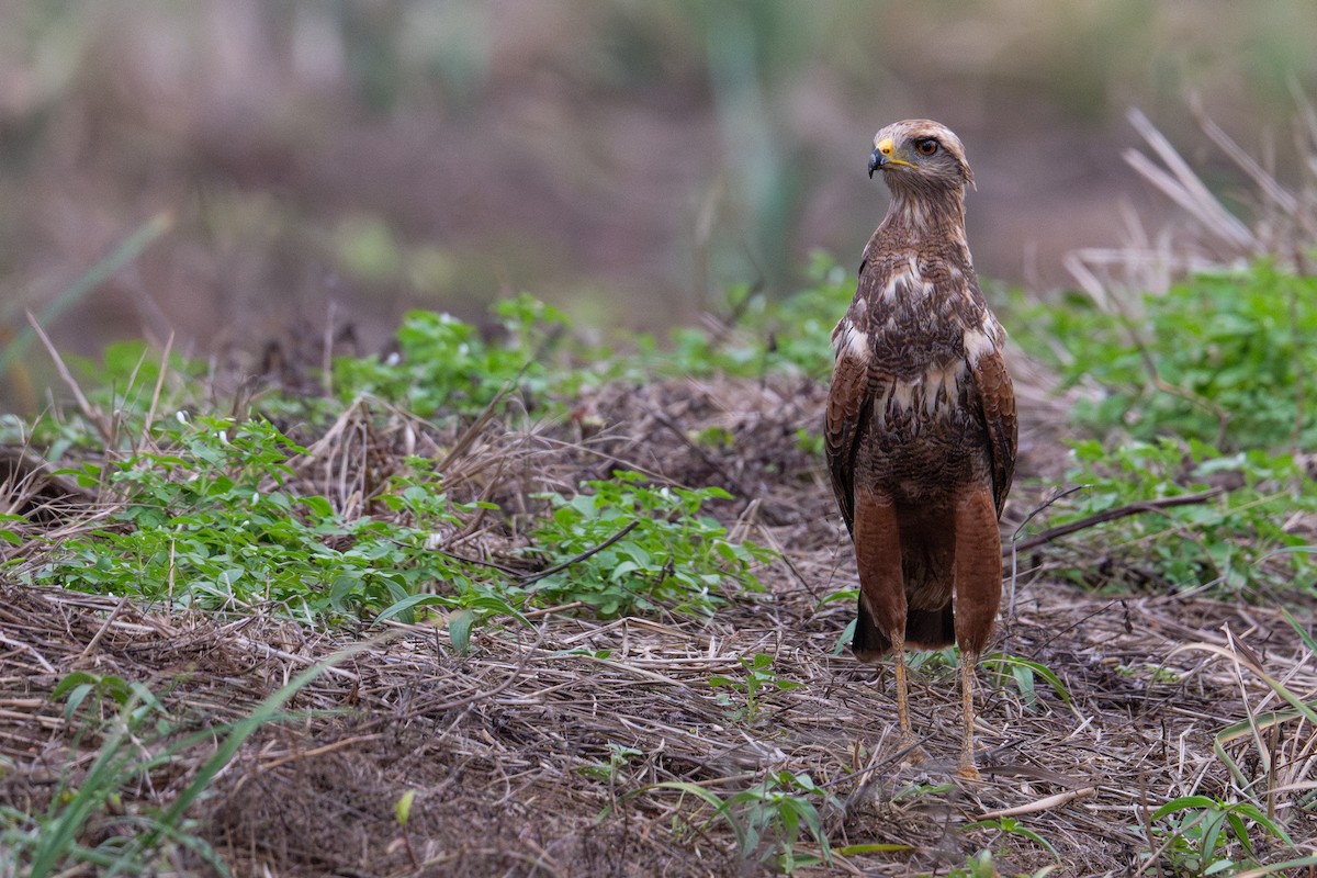 Savanna Hawk - ML638009796