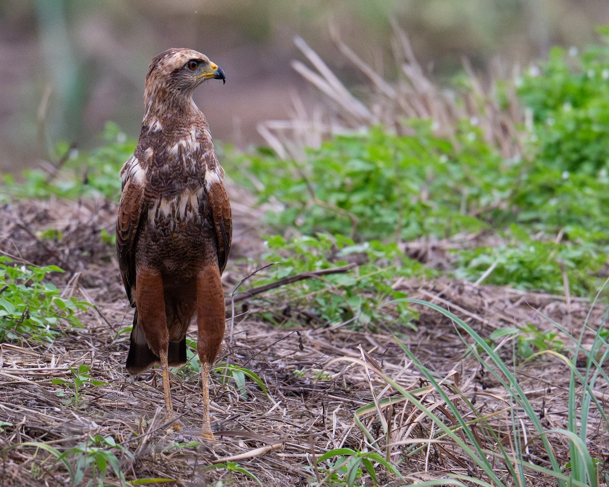 Savanna Hawk - ML638009797