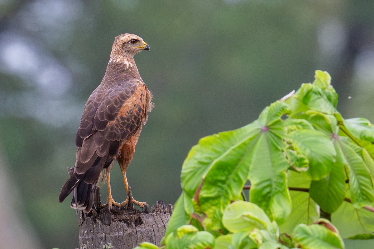 Savanna Hawk - ML638009798