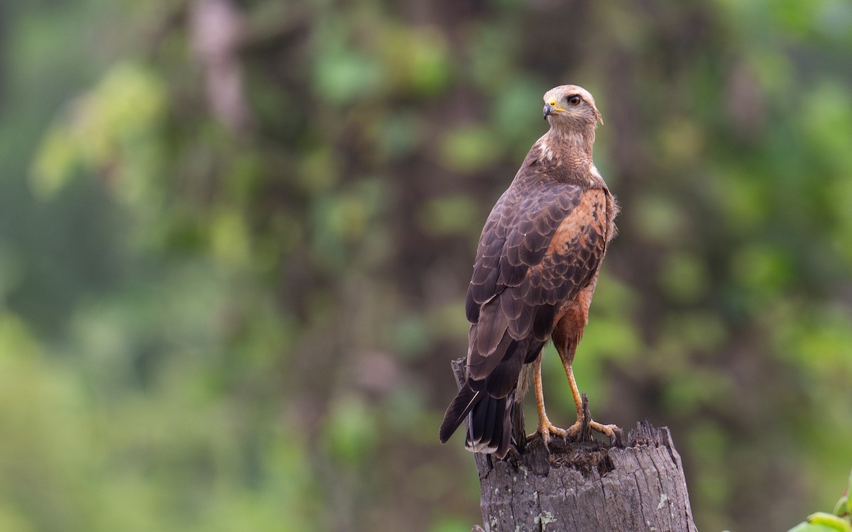 Savanna Hawk - ML638009799