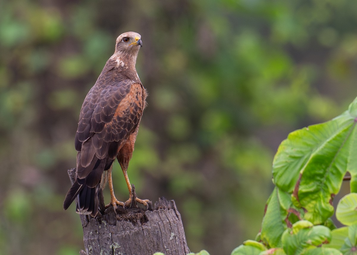 Savanna Hawk - ML638009800