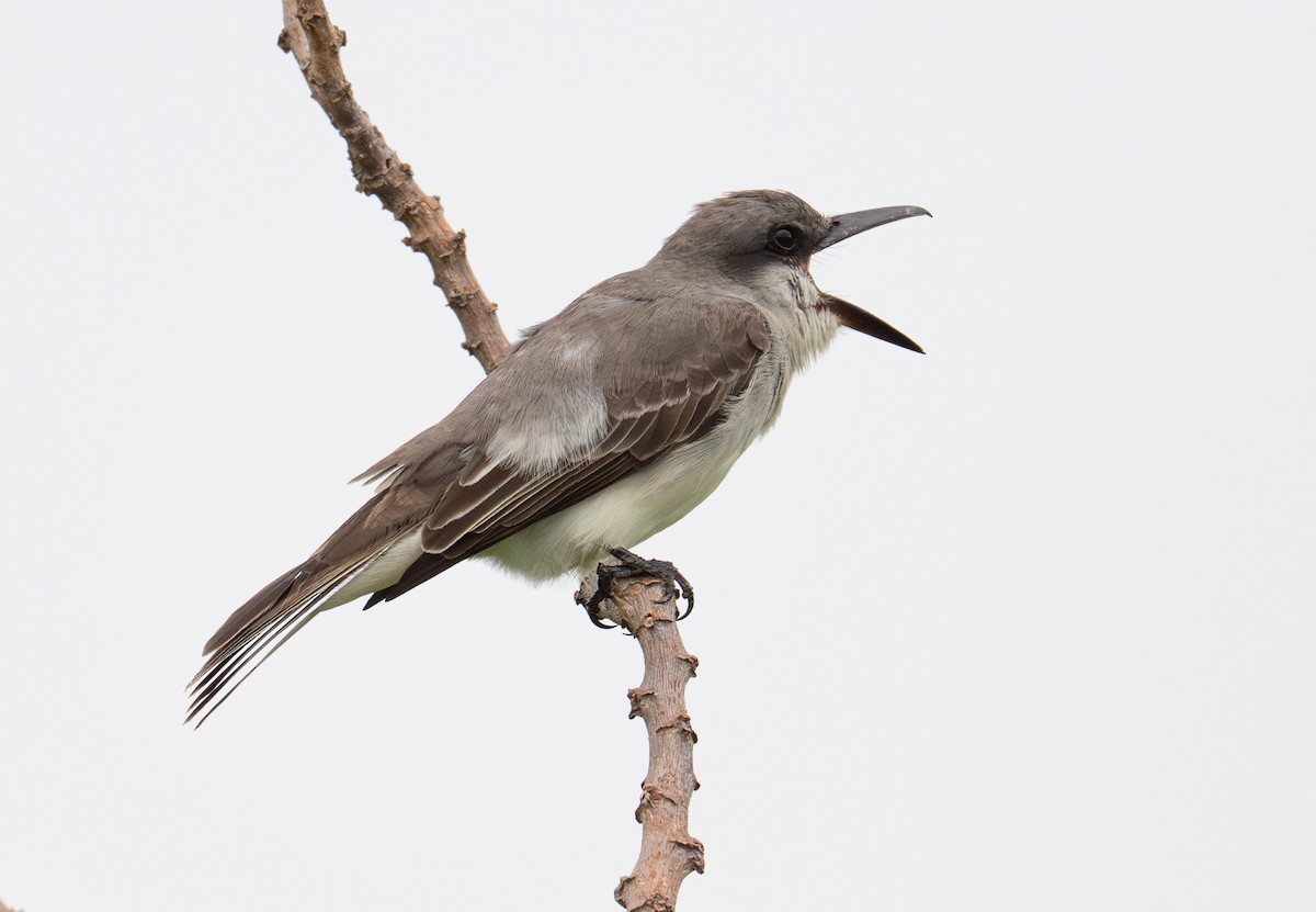 Gray Kingbird - ML638009803