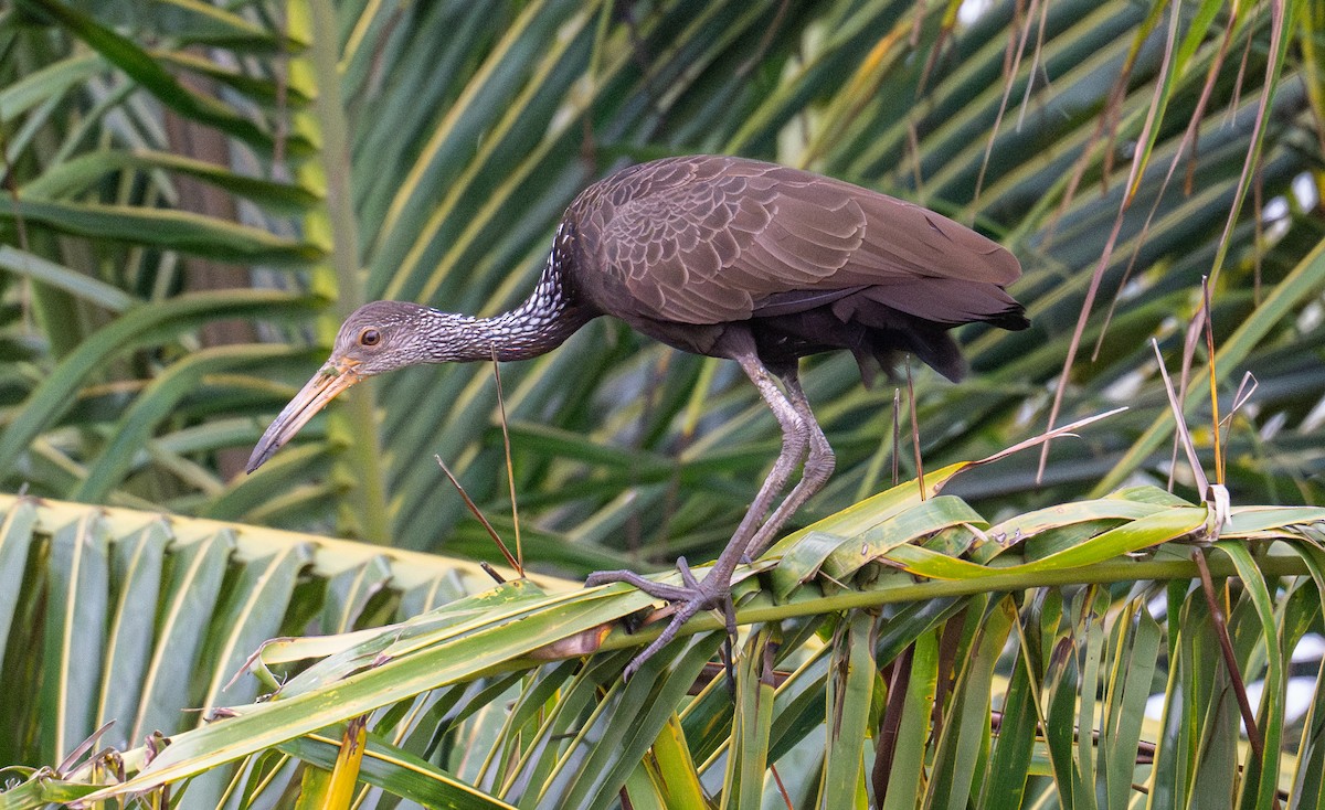 Limpkin - ML638009804