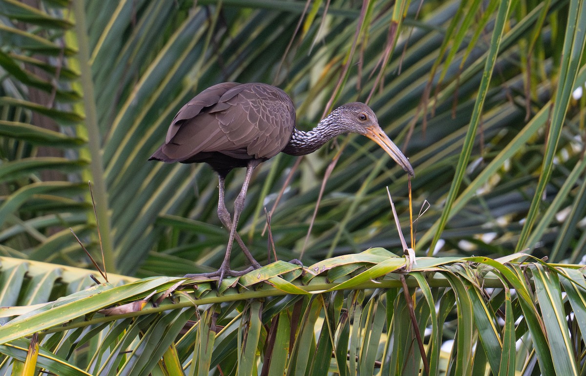 Limpkin - ML638009805