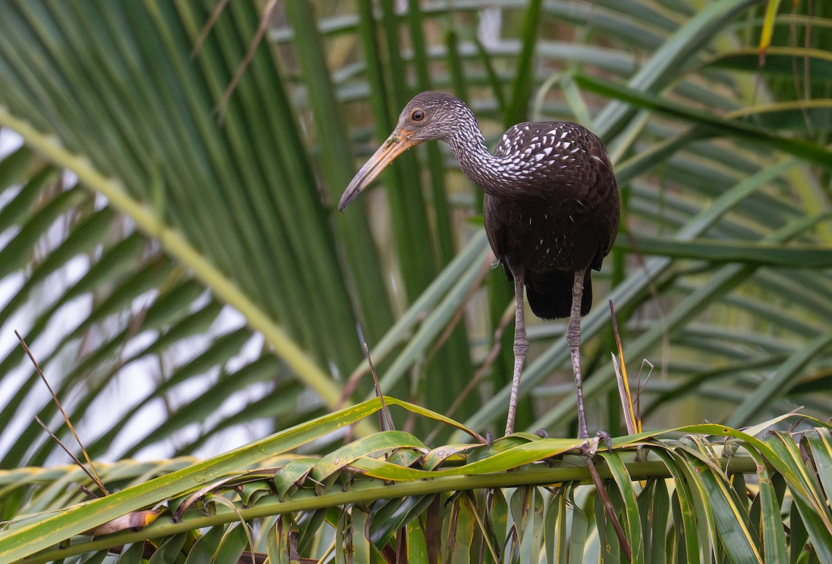 Limpkin - ML638009806