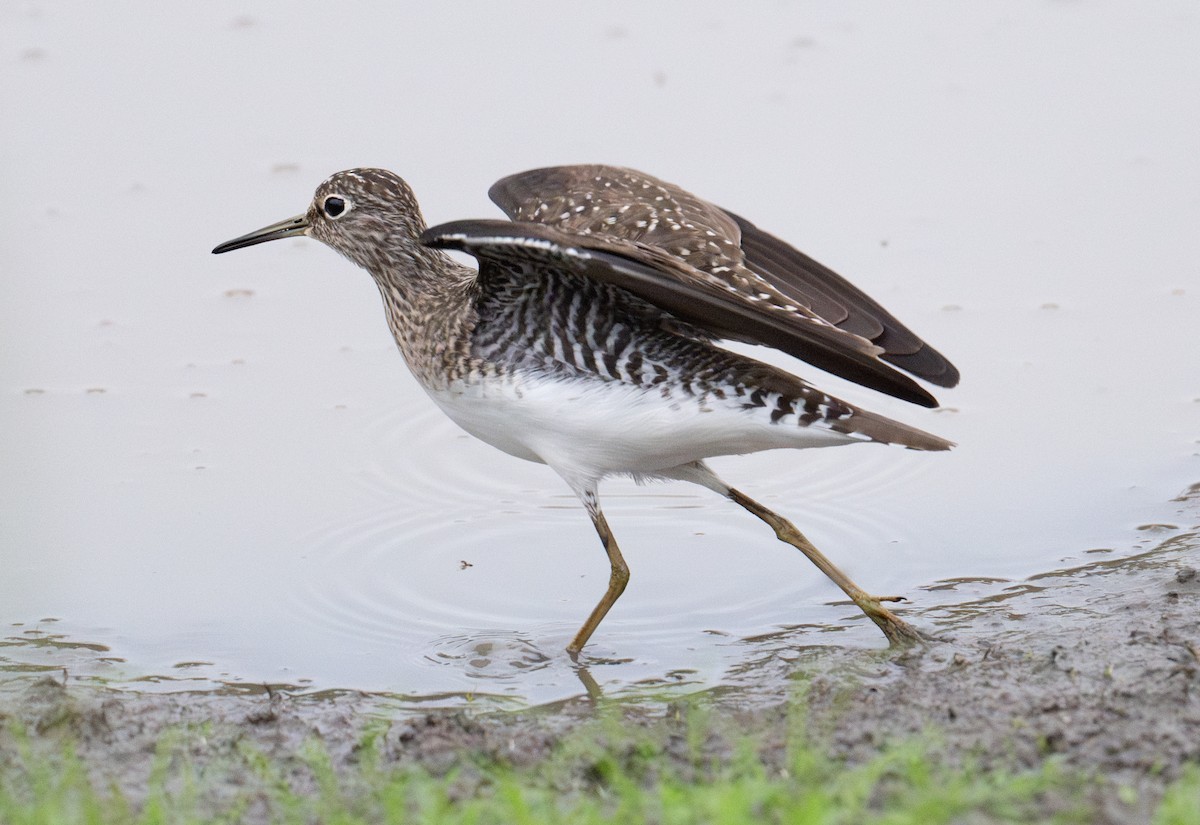Solitary Sandpiper - ML638009809