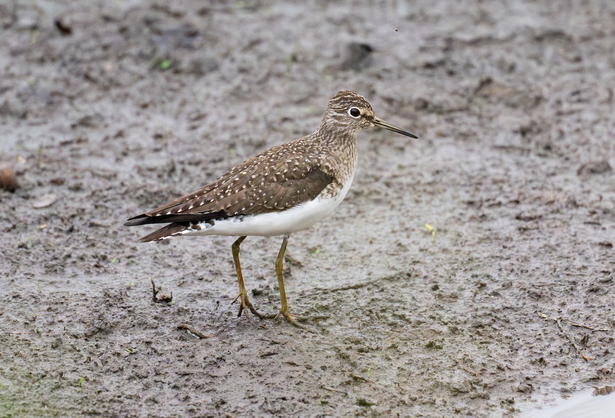 Solitary Sandpiper - ML638009810