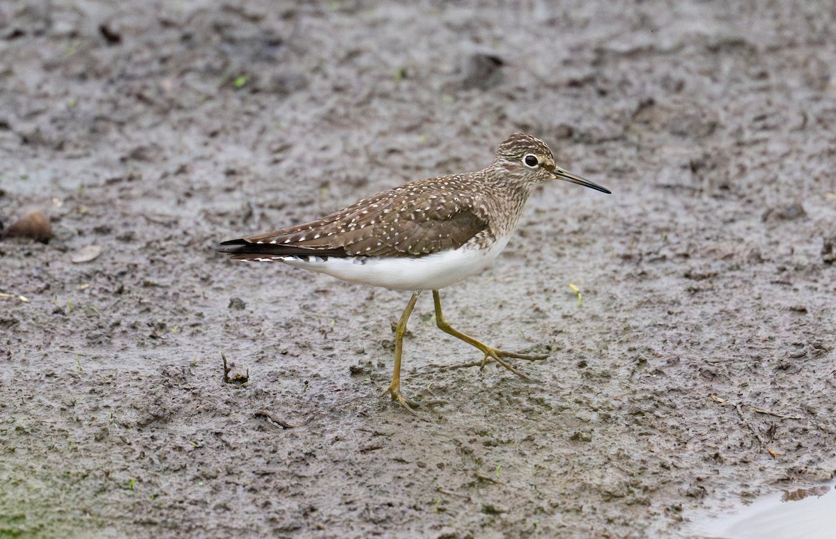 Solitary Sandpiper - ML638009811