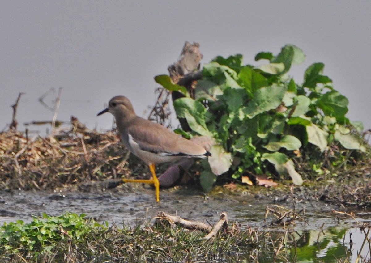White-tailed Lapwing - ML638009822