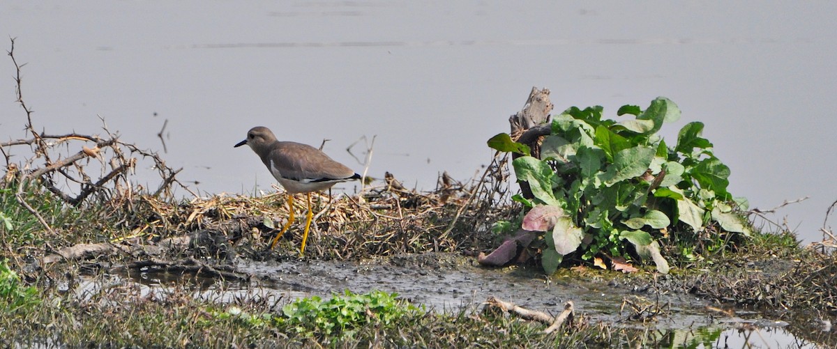 White-tailed Lapwing - ML638009824