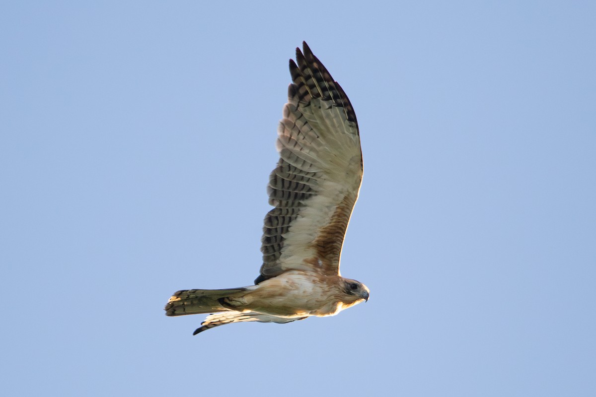 Little Eagle - ML638009848