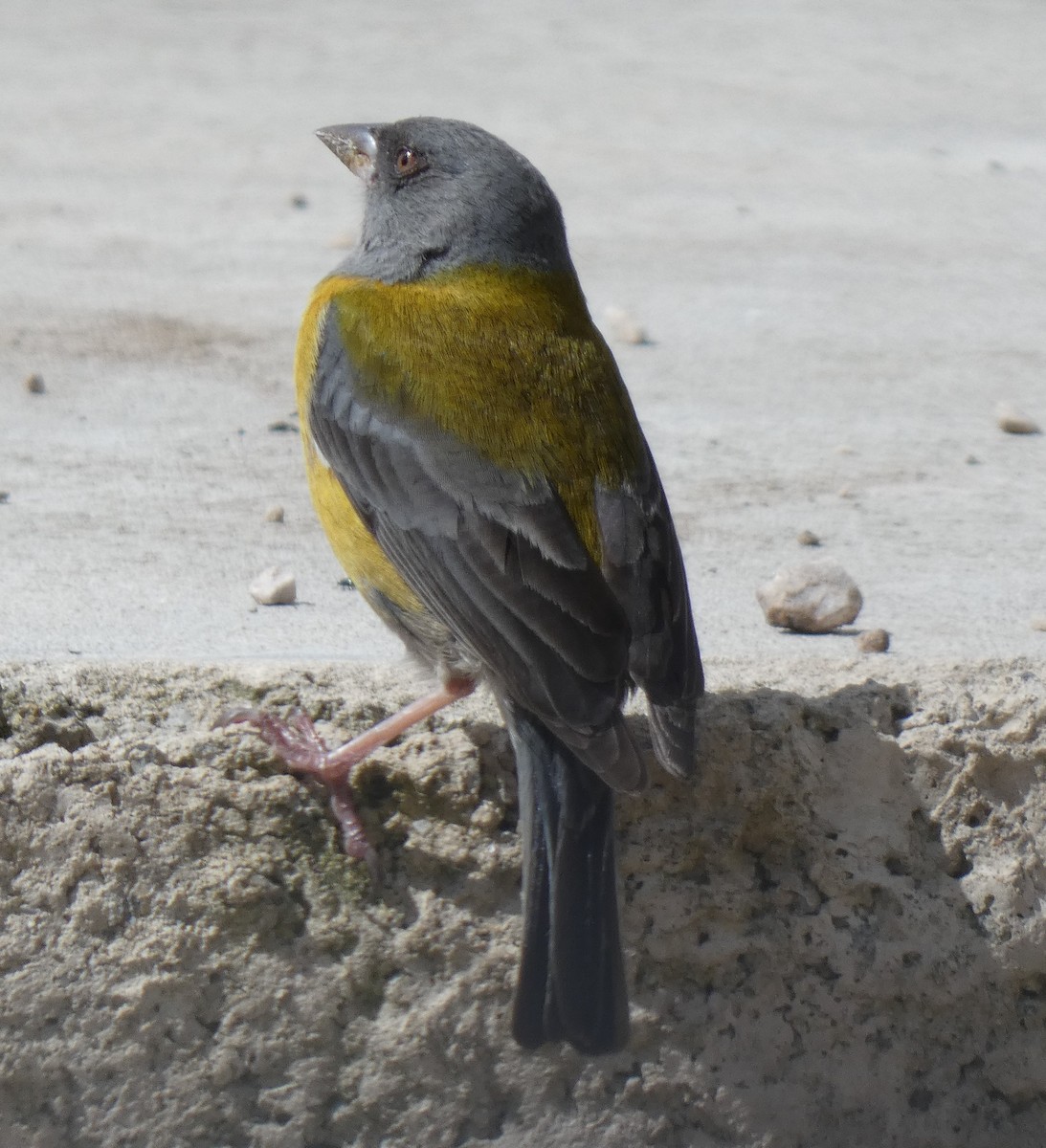 Peru And İspinozu - ML638009862