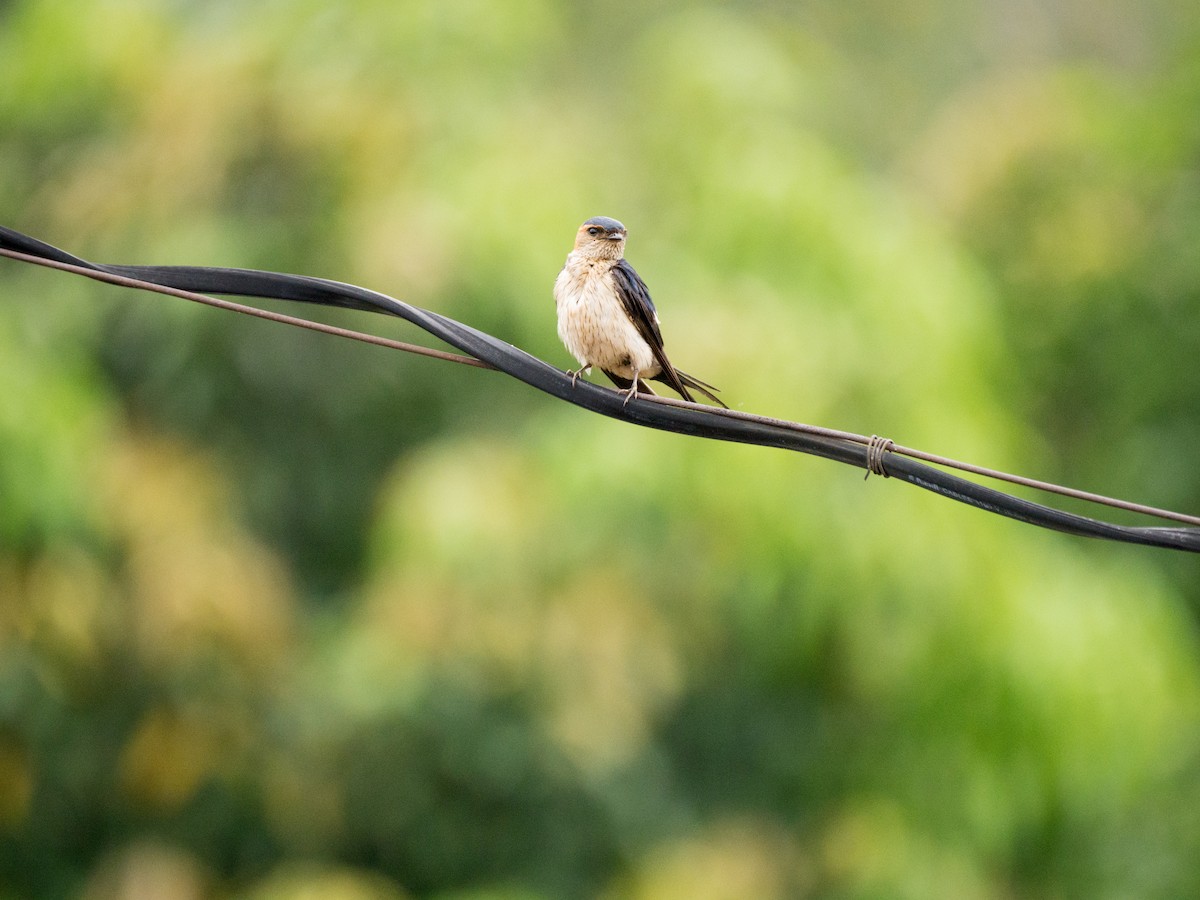 Eastern Red-rumped Swallow (Striated) - ML638009921