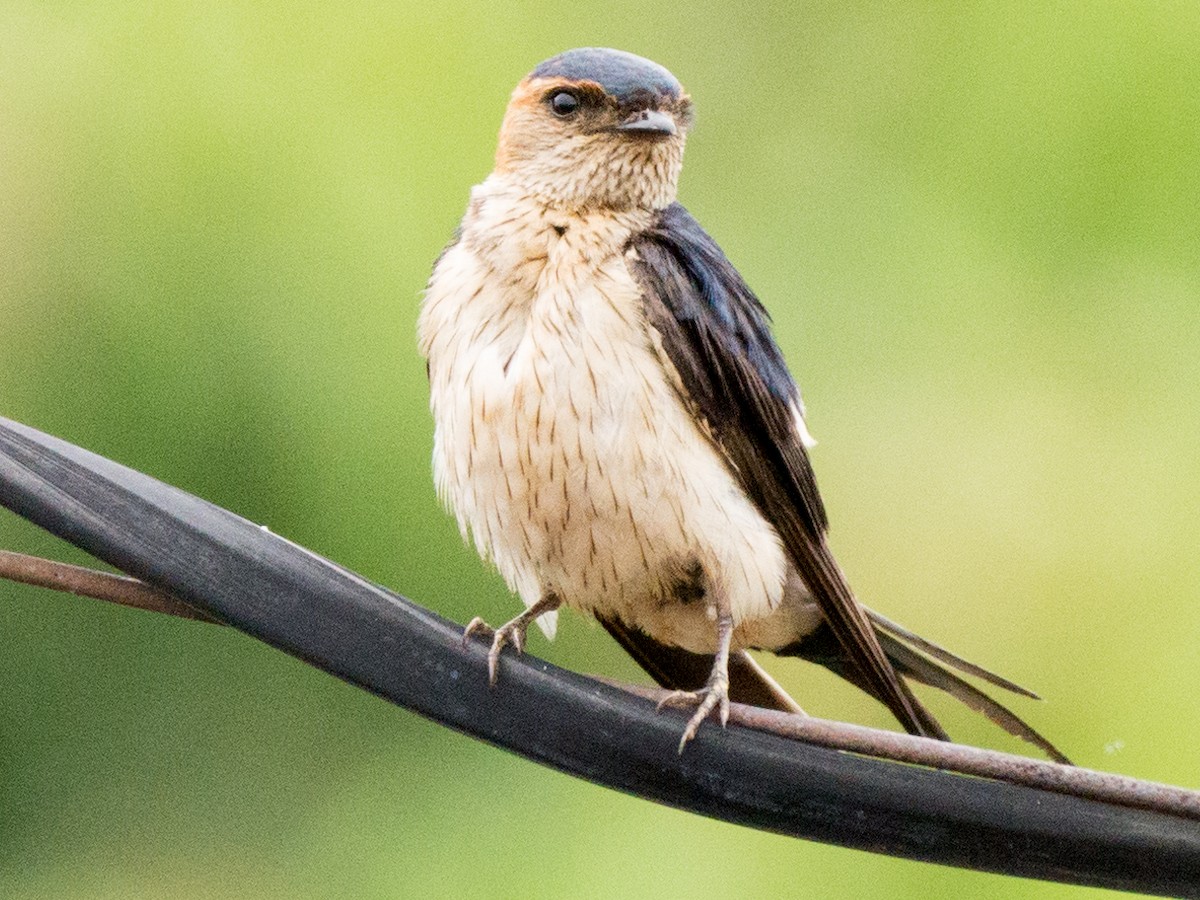 Eastern Red-rumped Swallow (Striated) - ML638009922