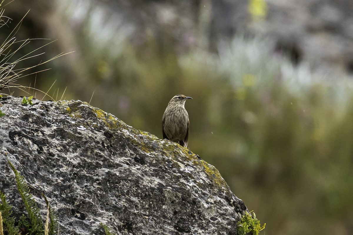 Striated Earthcreeper - ML638009948