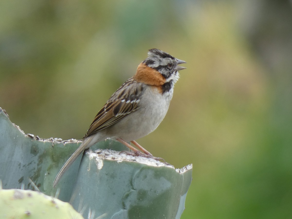 Rufous-collared Sparrow - ML638009974