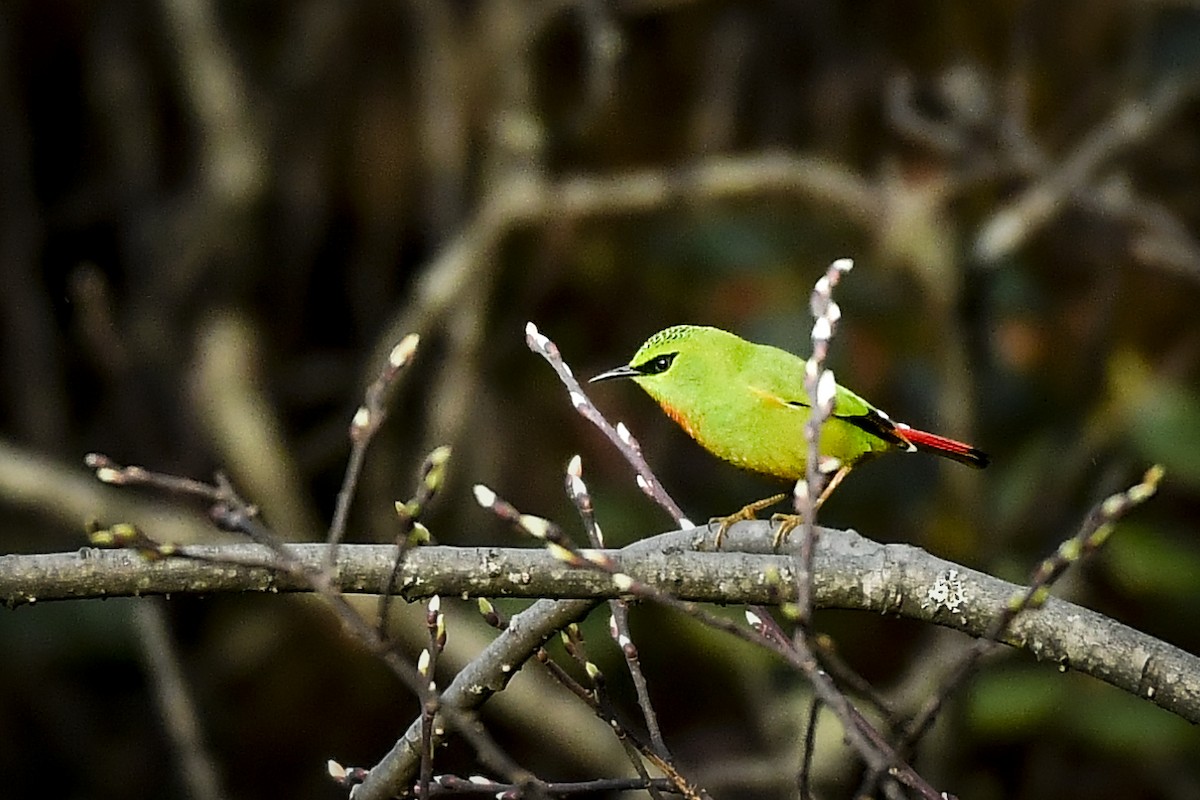 Fire-tailed Myzornis - ML638009979