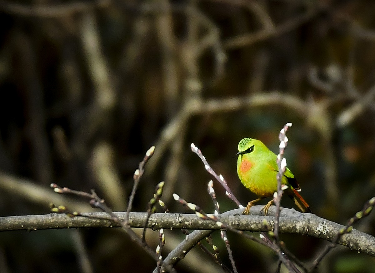 Fire-tailed Myzornis - ML638009980
