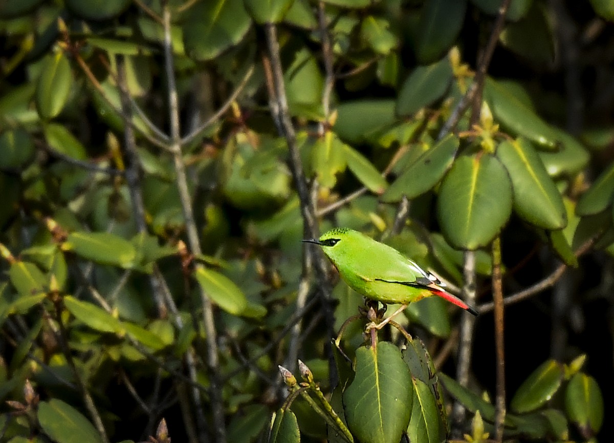 Fire-tailed Myzornis - ML638009981