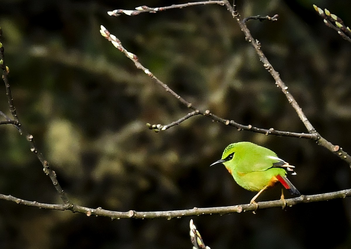 Fire-tailed Myzornis - ML638009982